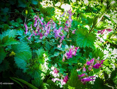 Vingerhelmbloem - Corydalis solida.JPG