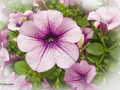 Petunia.JPG