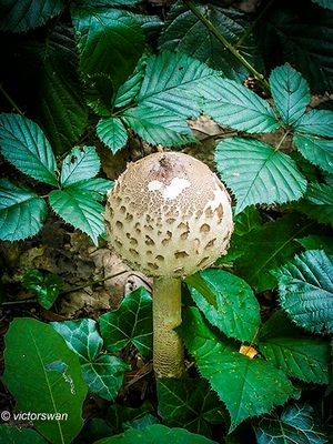 Grote parasolzwam - Macrolepiota procera.JPG