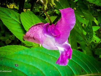 Reuzenbalsemien - Impatiens glandulifera.JPG