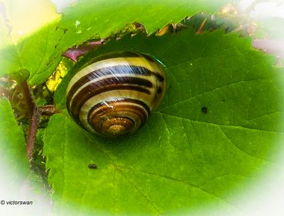 Snails
