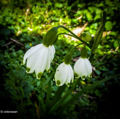 Zomerklokje - Leucojum aestivum.jpg