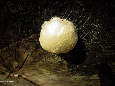 Zilveren boomkussen - Reticularia lycoperdon.JPG
