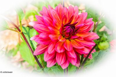 Dahlia-Fire magic .JPG