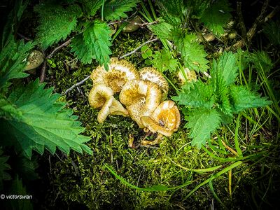 Tijgertaaiplaat - Lentinus tigrinus.JPG