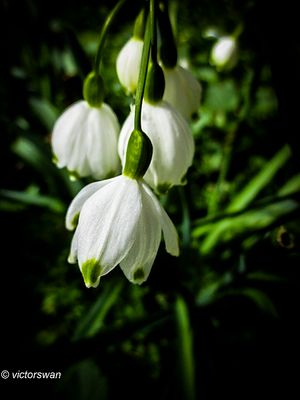 Zomerklokje - Leucojum aestivum.jpg