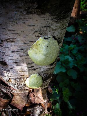 Zilveren boomkussen - Reticularia lycoperdon.JPG