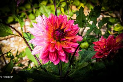 Dahlia-Fire magic .JPG