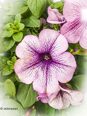 Petunia.JPG