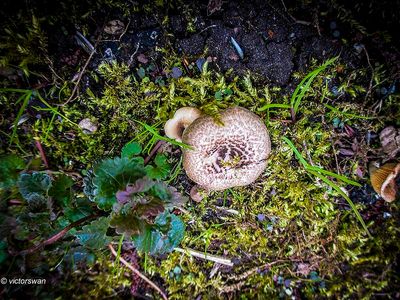 Tijgertaaiplaat - Lentinus tigrinus.JPG
