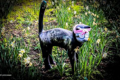 Opdorp 2024 cats.JPG