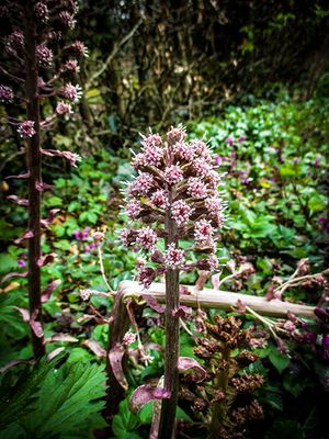 Groot hoefblad - Petasites hybridus.jpg