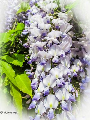 Wisteria spec.JPG