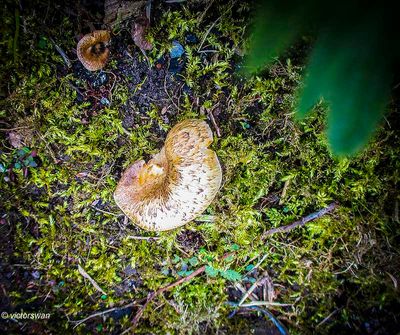 Tijgertaaiplaat - Lentinus tigrinus.JPG