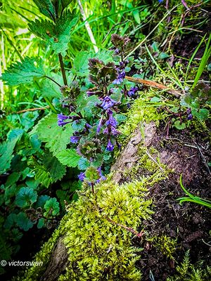 Hondsdraf Glechoma hederacea.JPG
