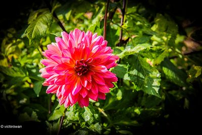 Dahlia-Fire magic .JPG