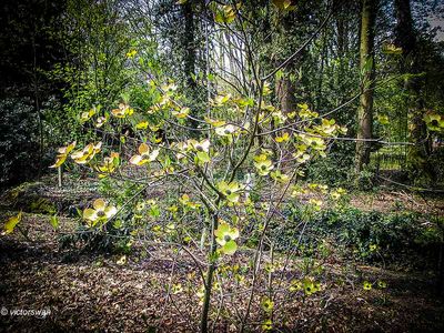 Amerikaanse Kornoelje - Cornus florida .JPG