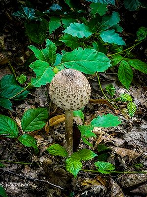 Grote parasolzwam - Macrolepiota procera.JPG