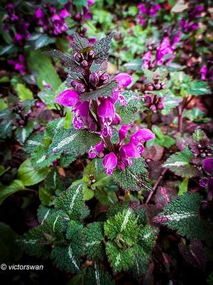 Gestreepte dovenetel - Lamium maculatum Variegatum.JPG