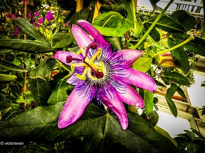 Passiflora.JPG