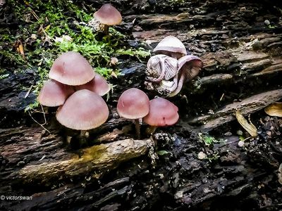 Grote bloedsteelmycena - Mycena haematopus.JPG