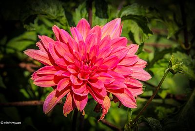 Dahlia-Fire magic .JPG