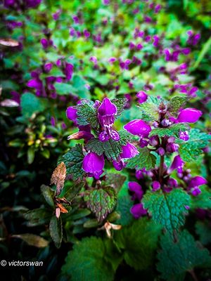 Gevlekte dovenetel - Lamium maculatum.JPG