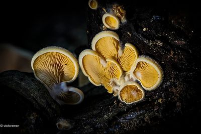 Oranje oesterzwam - Phyllotopsis nidulans .JPG