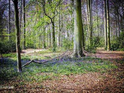 Boshyacint - Hyacinthoides.JPG