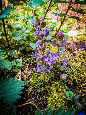 Hondsdraf - Glechoma hederacea.JPG
