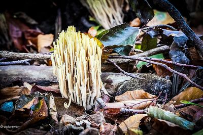 Rechte koraalzwam - Ramaria stricta .JPG