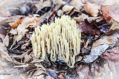 Rechte koraalzwam - Ramaria stricta .JPG