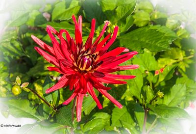 Dahlia-Vallaeys.jpg