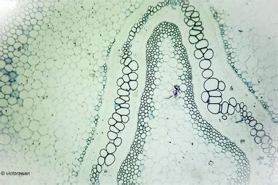 Boomvaren - Dicksonia Antarctica .JPG