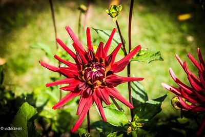 Dahlia-Vallaeys.jpg