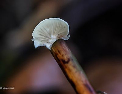 Gelig oorzwammetje · Crepidotus luteolus.JPG