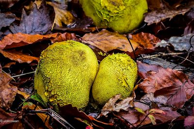 Gele aardappelbovist - Scleroderma citrinum.JPG
