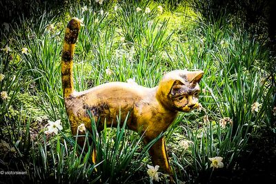 Opdorp 2024 cats.JPG
