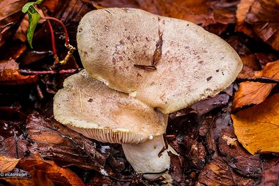 Beukenmelkzwam - Lactarius fluens.JPG