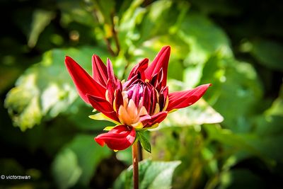 Dahlia-Vallaeys.jpg