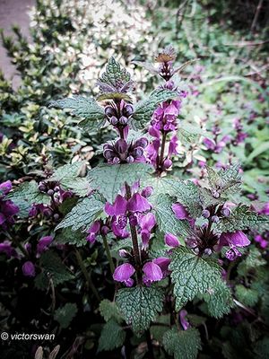 Gevlekte dovenetel - Lamium maculatum.JPG