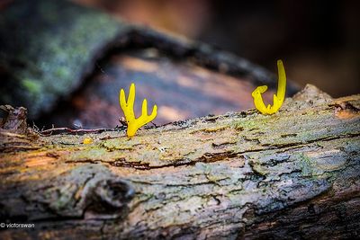 kleverig koraalzwammetje - Calocera viscosa.JPG