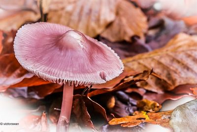 Heksenschermpje - Mycena rosea.JPG