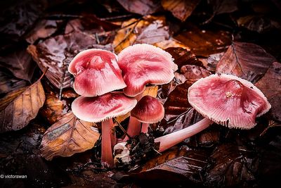 Heksenschermpje - Mycena rosea.JPG