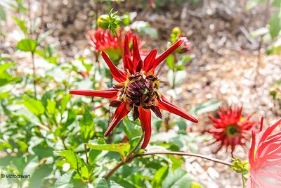 Dahlia-Vallaeys.jpg