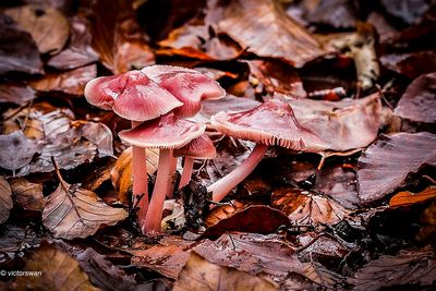 Heksenschermpje - Mycena rosea.JPG