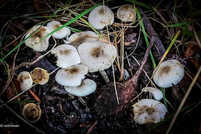 Gezellig taaisteeltje · Mycenella trachyspora.JPG