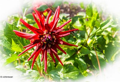 Dahlia-Vallaeys.jpg