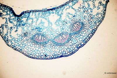 Euphorbia lathyrus .JPG