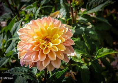 Dahlia-Princess Elizabeth.JPG
